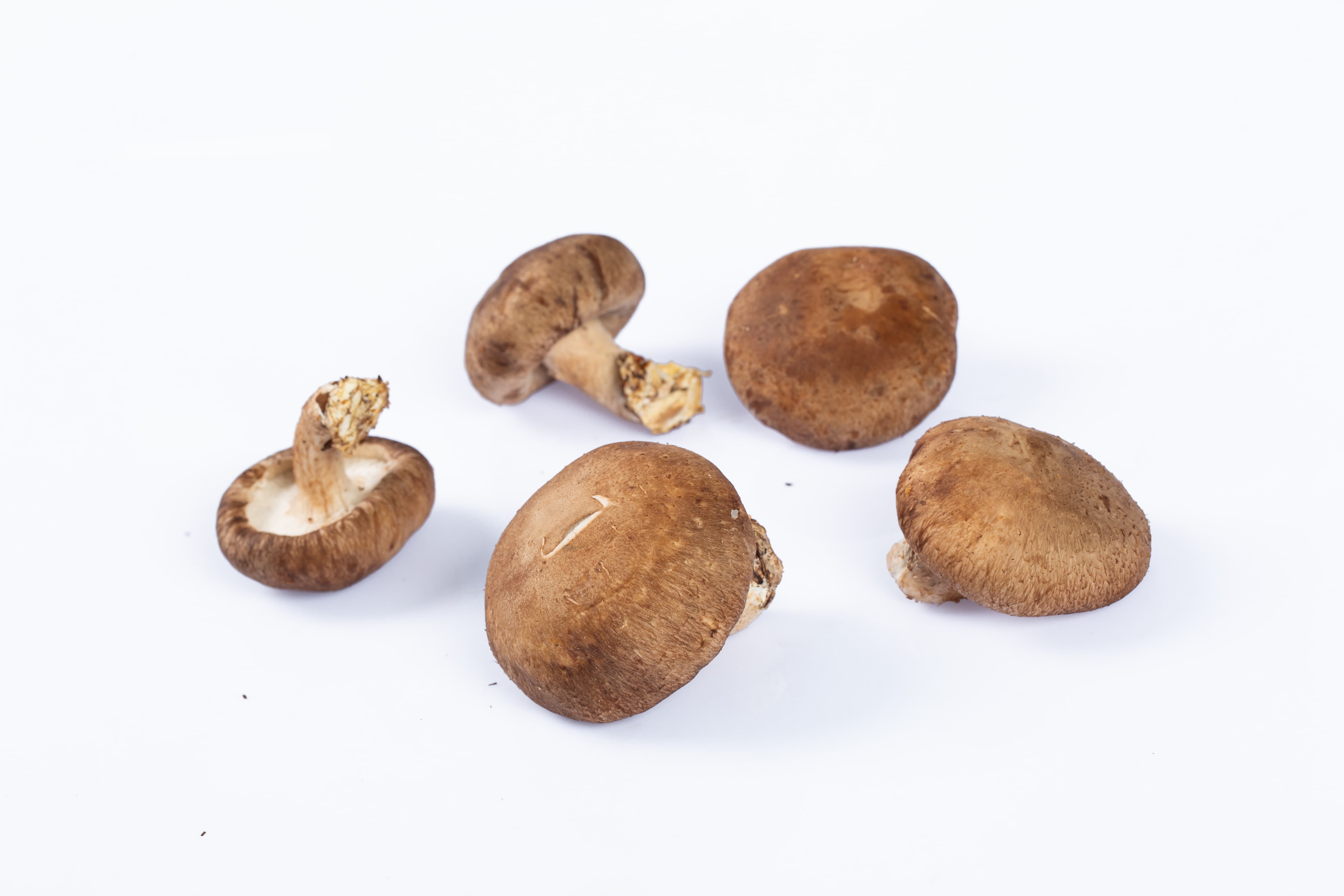鮮香菇
